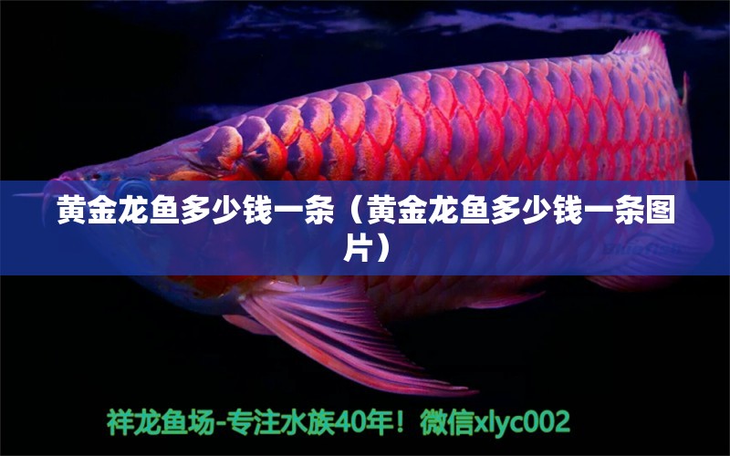 黃金龍魚多少錢一條（黃金龍魚多少錢一條圖片）