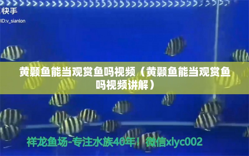 黃顙魚(yú)能當(dāng)觀賞魚(yú)嗎視頻（黃顙魚(yú)能當(dāng)觀賞魚(yú)嗎視頻講解） 觀賞魚(yú)市場(chǎng)（混養(yǎng)魚(yú)）