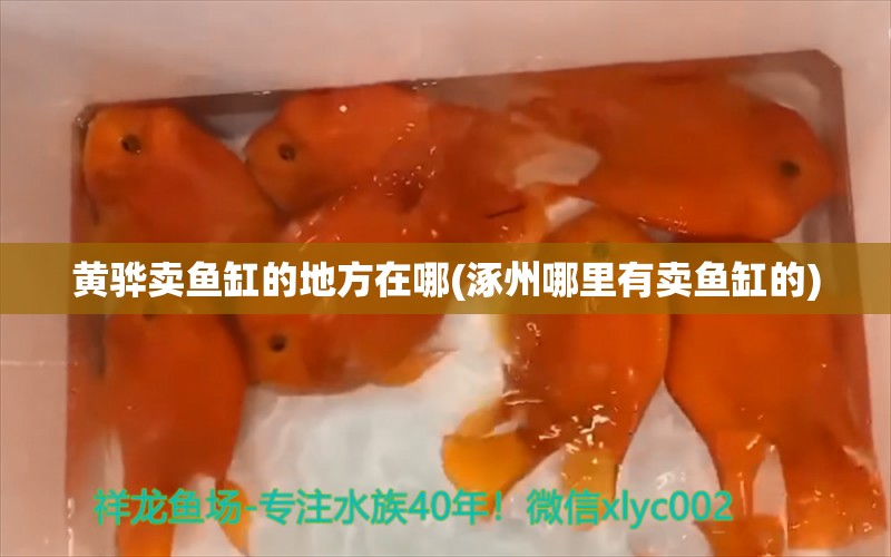 黃驊賣魚缸的地方在哪(涿州哪里有賣魚缸的) 白寫錦鯉魚