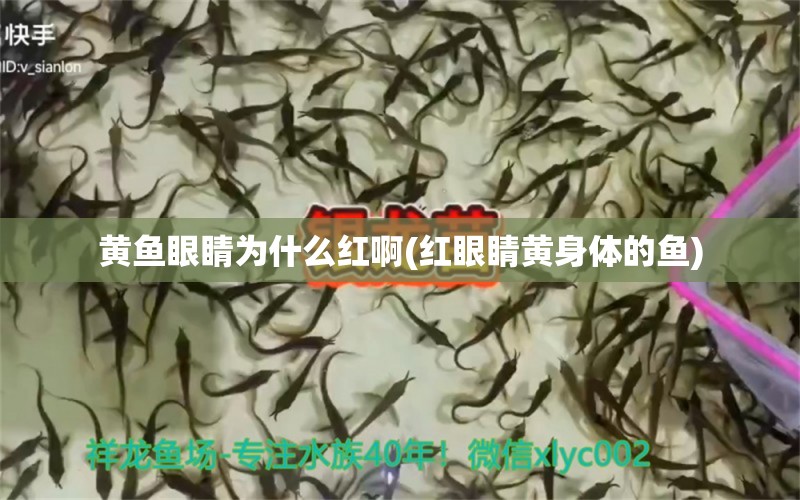 黃魚眼睛為什么紅啊(紅眼睛黃身體的魚) 電鰻