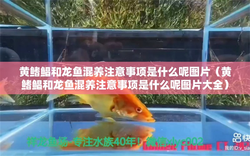 黃鰭鯧和龍魚混養(yǎng)注意事項是什么呢圖片（黃鰭鯧和龍魚混養(yǎng)注意事項是什么呢圖片大全）