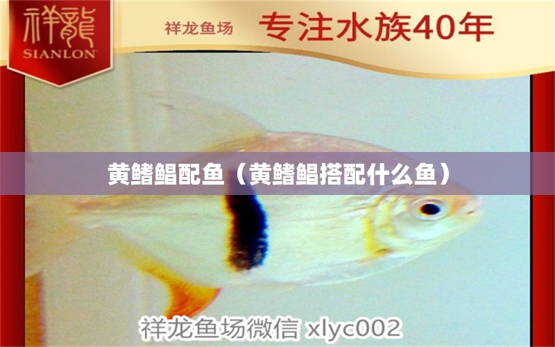 黃鰭鯧配魚（黃鰭鯧搭配什么魚）