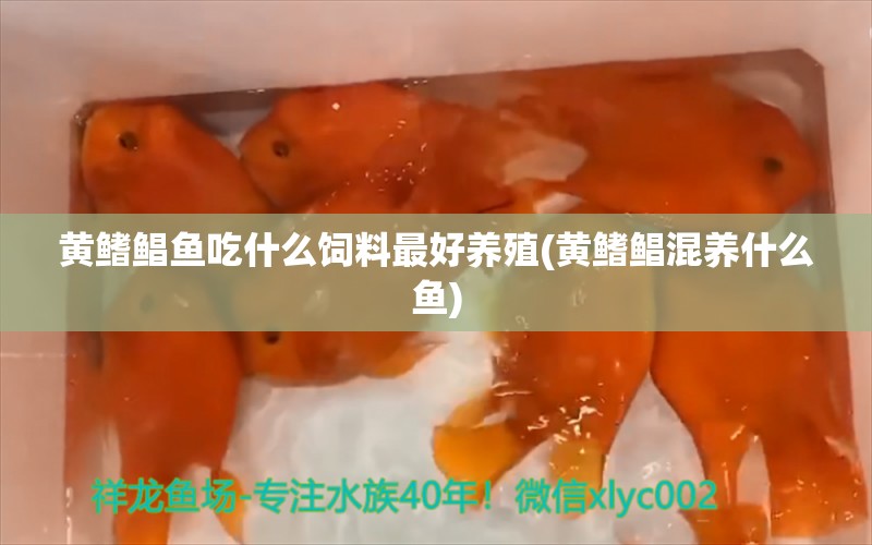 黃鰭鯧魚吃什么飼料最好養(yǎng)殖(黃鰭鯧混養(yǎng)什么魚) 黃鰭鯧魚