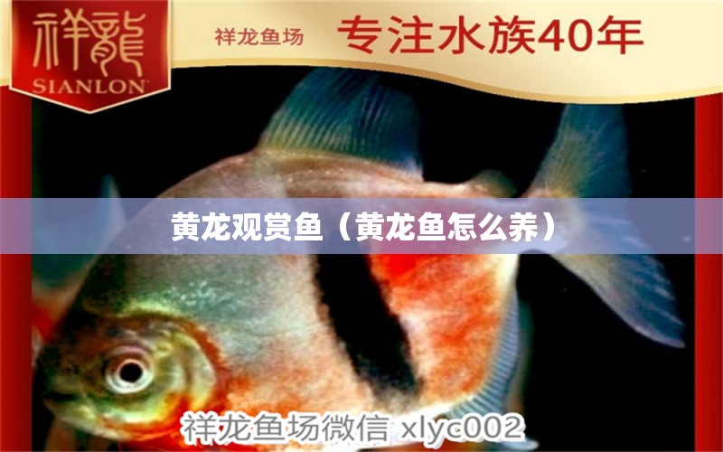 黃龍觀賞魚（黃龍魚怎么養(yǎng)） 祥龍水族醫(yī)院