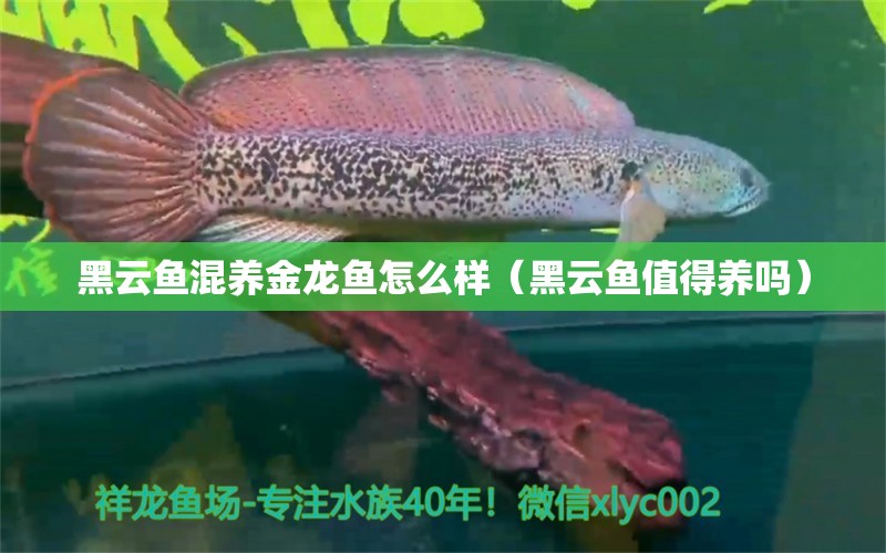 黑云魚混養(yǎng)金龍魚怎么樣（黑云魚值得養(yǎng)嗎） 觀賞龜/鱉飼料