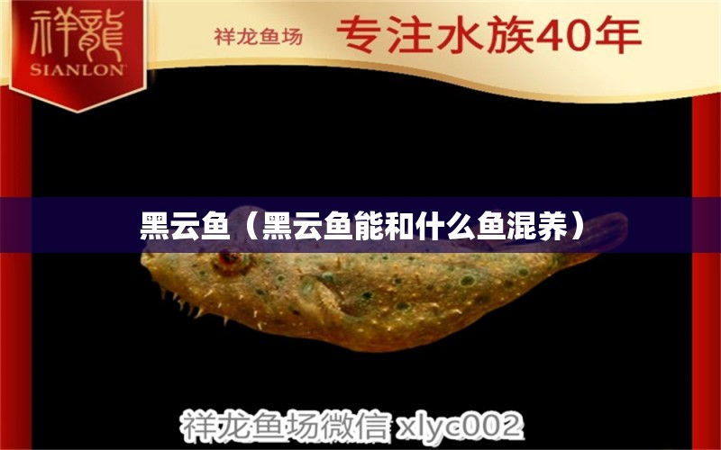 黑云魚（黑云魚能和什么魚混養(yǎng)）