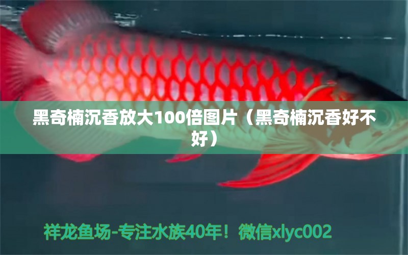 黑奇楠沉香放大100倍圖片（黑奇楠沉香好不好）