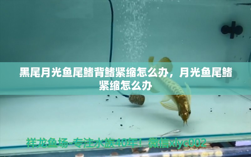 黑尾月光魚尾鰭背鰭緊縮怎么辦，月光魚尾鰭緊縮怎么辦 帝王三間魚