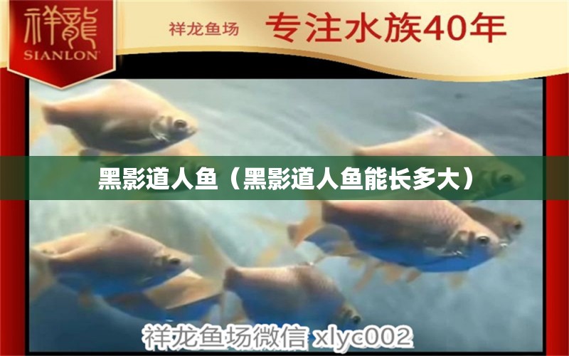 黑影道人魚（黑影道人魚能長多大） 黑影道人魚