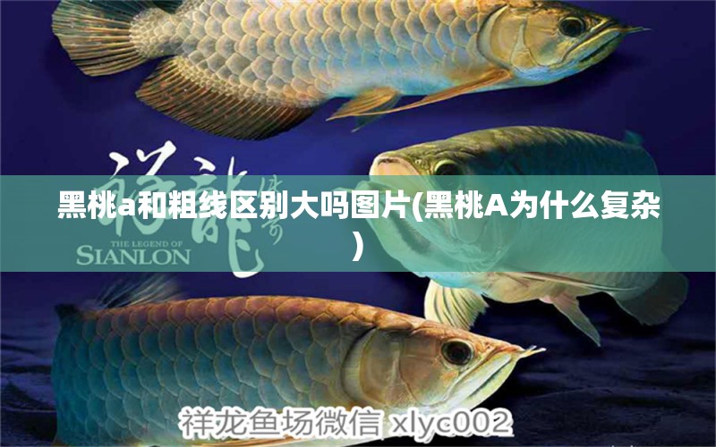 黑桃a和粗線區(qū)別大嗎圖片(黑桃A為什么復(fù)雜) 虎魚魚苗