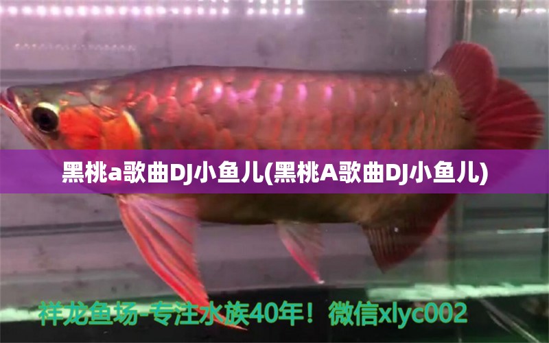 黑桃a歌曲DJ小魚兒(黑桃A歌曲DJ小魚兒) 成吉思汗鯊（球鯊）魚