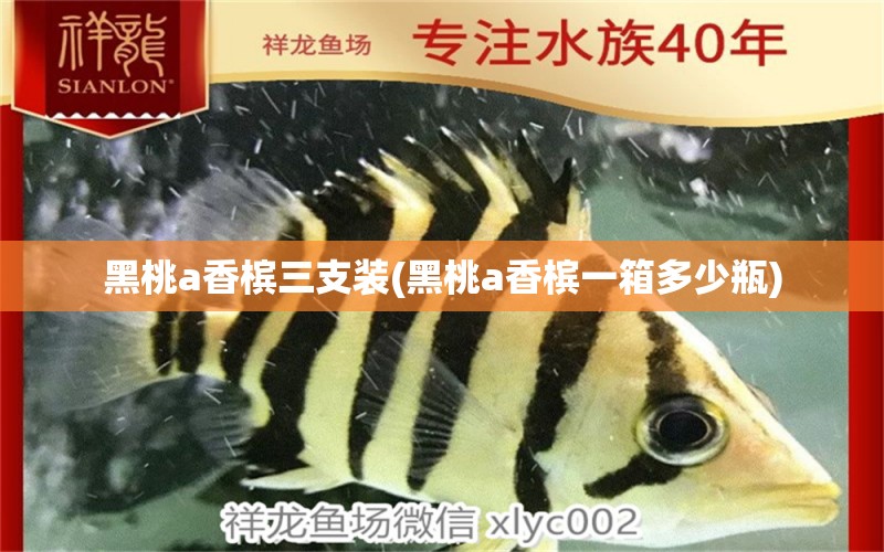 黑桃a香檳三支裝(黑桃a香檳一箱多少瓶) 白化火箭魚