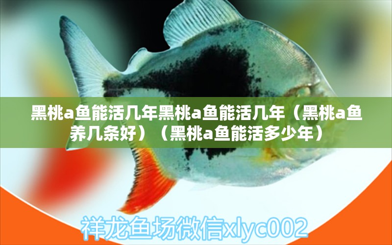 黑桃a魚能活幾年黑桃a魚能活幾年（黑桃a魚養(yǎng)幾條好）（黑桃a魚能活多少年）