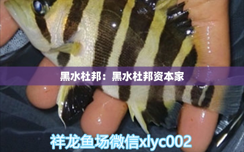 黑水杜邦：黑水杜邦資本家 廣州水族批發(fā)市場(chǎng)