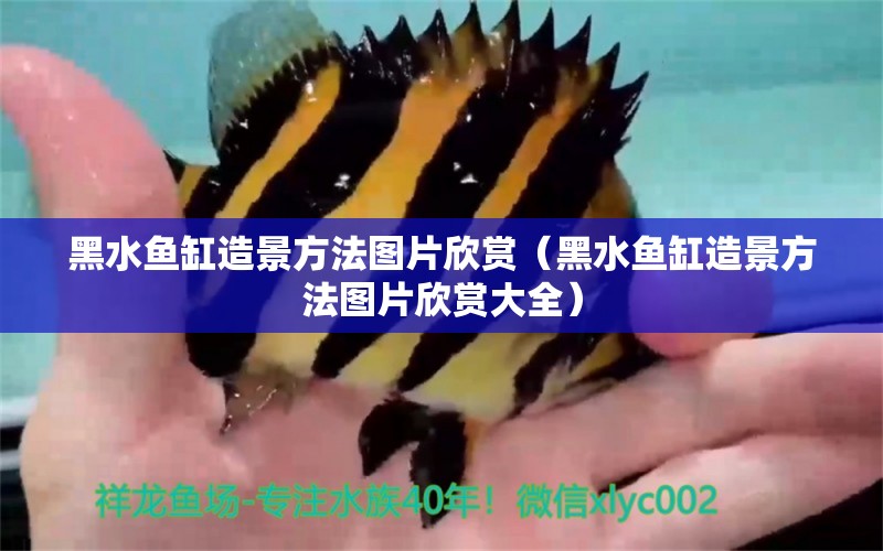 黑水魚缸造景方法圖片欣賞（黑水魚缸造景方法圖片欣賞大全）