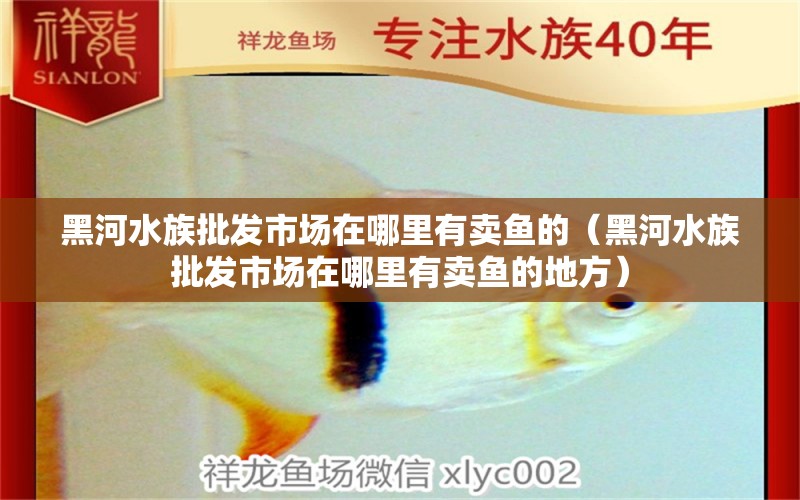 黑河水族批發(fā)市場在哪里有賣魚的（黑河水族批發(fā)市場在哪里有賣魚的地方） 觀賞魚水族批發(fā)市場