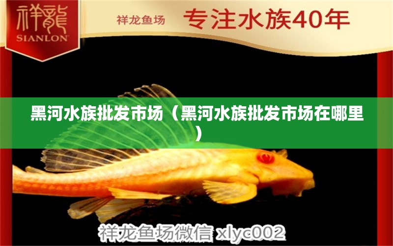 黑河水族批發(fā)市場（黑河水族批發(fā)市場在哪里） 觀賞魚水族批發(fā)市場