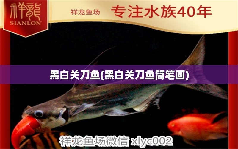 黑白關(guān)刀魚(黑白關(guān)刀魚簡(jiǎn)筆畫) 哥倫比亞巨暴魚苗