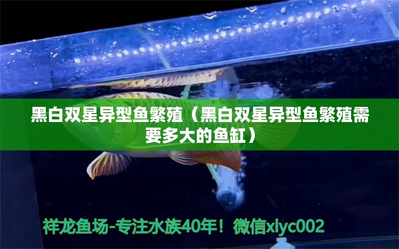 黑白雙星異型魚繁殖（黑白雙星異型魚繁殖需要多大的魚缸）