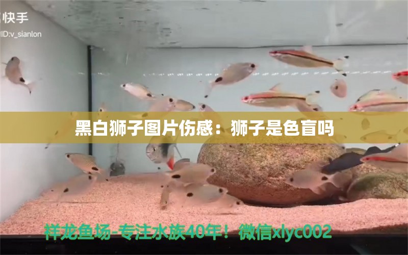 黑白獅子圖片傷感：獅子是色盲嗎