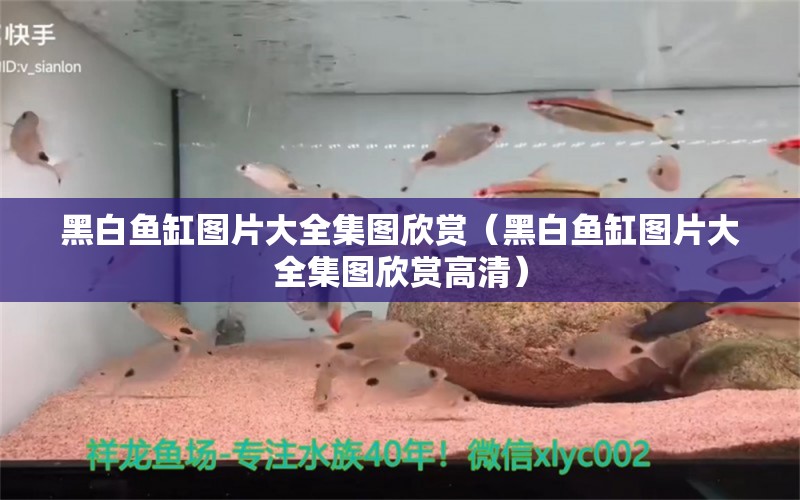 黑白魚缸圖片大全集圖欣賞（黑白魚缸圖片大全集圖欣賞高清）