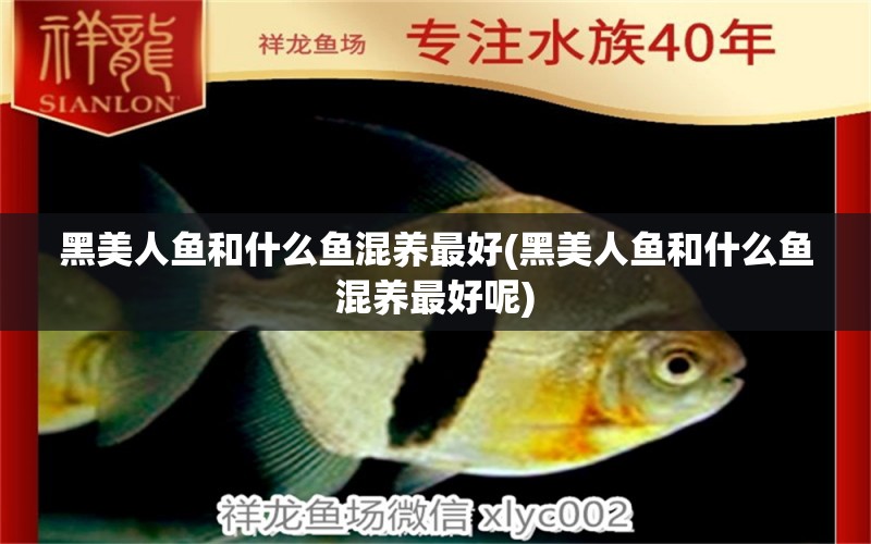 黑美人魚和什么魚混養(yǎng)最好(黑美人魚和什么魚混養(yǎng)最好呢) 白子紅龍魚