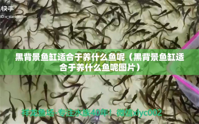 黑背景魚缸適合于養(yǎng)什么魚呢（黑背景魚缸適合于養(yǎng)什么魚呢圖片） 祥龍水族醫(yī)院