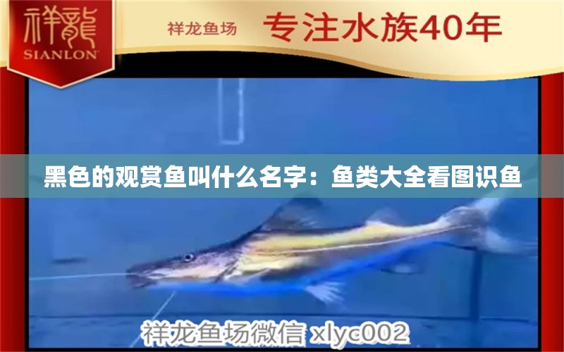 黑色的觀賞魚叫什么名字：魚類大全看圖識(shí)魚