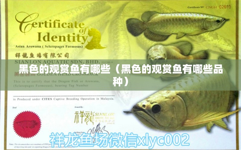 黑色的觀賞魚有哪些（黑色的觀賞魚有哪些品種）