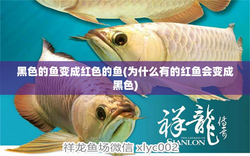 黑色的魚變成紅色的魚(為什么有的紅魚會變成黑色) 進口元寶鳳凰魚