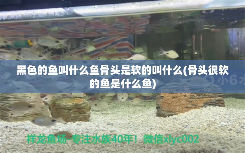 黑色的魚叫什么魚骨頭是軟的叫什么(骨頭很軟的魚是什么魚) 廣州祥龍國(guó)際水族貿(mào)易