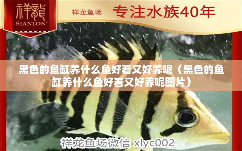 黑色的魚缸養(yǎng)什么魚好看又好養(yǎng)呢（黑色的魚缸養(yǎng)什么魚好看又好養(yǎng)呢圖片）