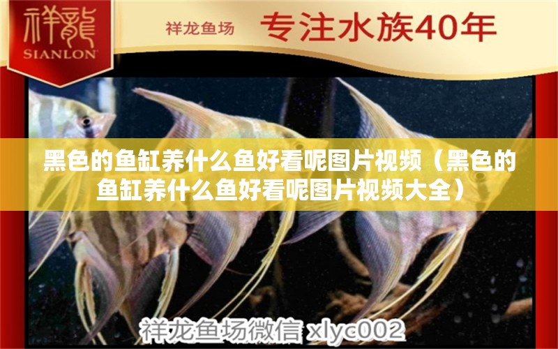 黑色的魚缸養(yǎng)什么魚好看呢圖片視頻（黑色的魚缸養(yǎng)什么魚好看呢圖片視頻大全）