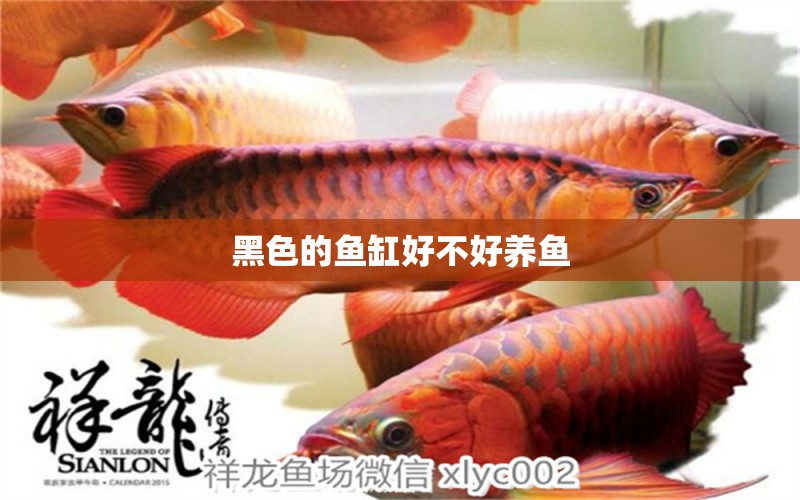 黑色的魚缸好不好養(yǎng)魚