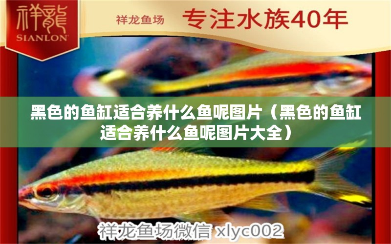 黑色的魚缸適合養(yǎng)什么魚呢圖片（黑色的魚缸適合養(yǎng)什么魚呢圖片大全）