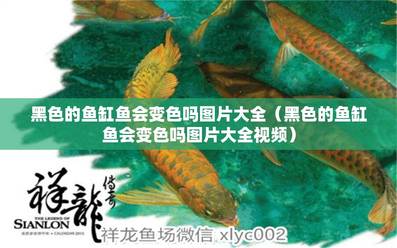 黑色的魚(yú)缸魚(yú)會(huì)變色嗎圖片大全（黑色的魚(yú)缸魚(yú)會(huì)變色嗎圖片大全視頻） 祥龍水族醫(yī)院