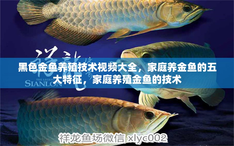 黑色金魚養(yǎng)殖技術(shù)視頻大全，家庭養(yǎng)金魚的五大特征，家庭養(yǎng)殖金魚的技術(shù) 純血皇冠黑白魟魚 第1張