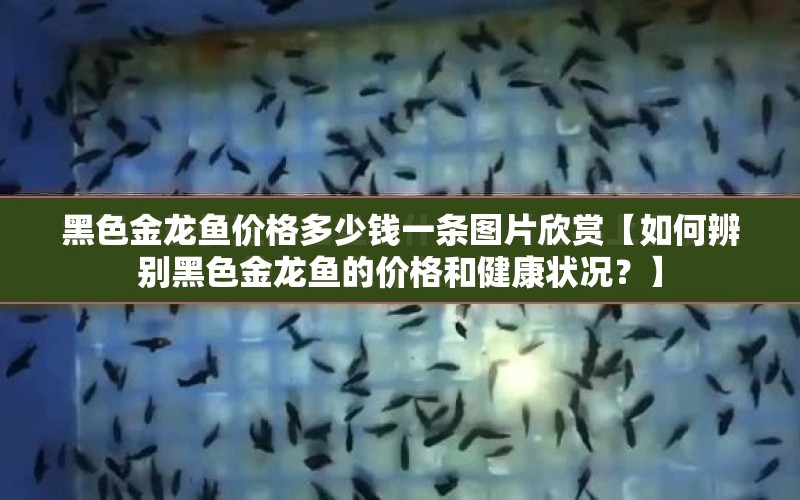 黑色金龍魚價(jià)格多少錢一條圖片欣賞【如何辨別黑色金龍魚的價(jià)格和健康狀況？】 水族問答 第1張