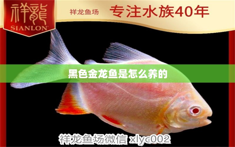 黑色金龍魚是怎么養(yǎng)的