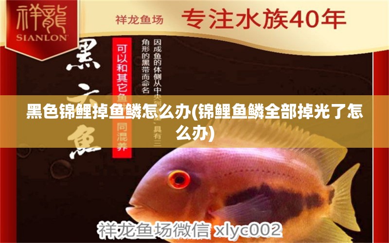 黑色錦鯉掉魚(yú)鱗怎么辦(錦鯉魚(yú)鱗全部掉光了怎么辦) 黃金眼鏡蛇雷龍魚(yú)