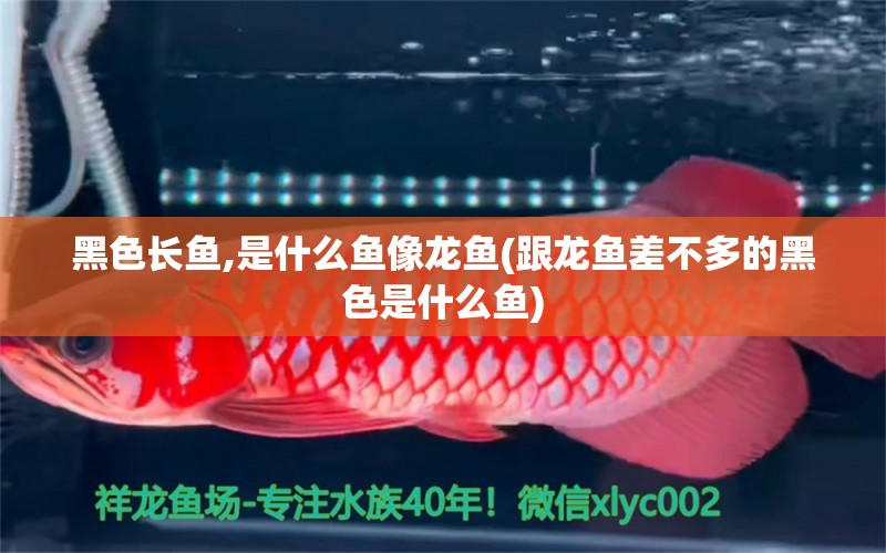 黑色長(zhǎng)魚,是什么魚像龍魚(跟龍魚差不多的黑色是什么魚) 魚糧魚藥