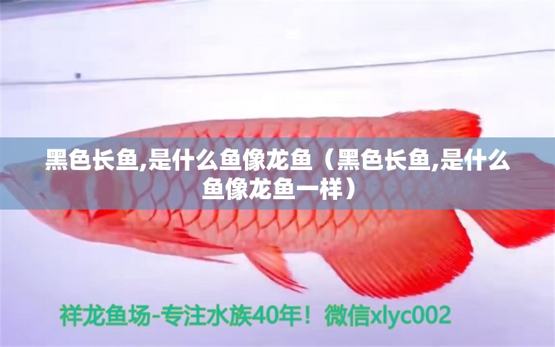 黑色長魚,是什么魚像龍魚（黑色長魚,是什么魚像龍魚一樣）