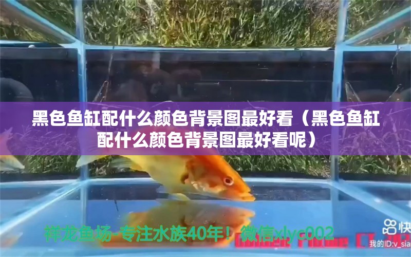 黑色魚缸配什么顏色背景圖最好看（黑色魚缸配什么顏色背景圖最好看呢）