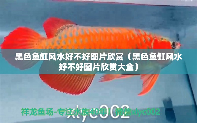 黑色魚缸風(fēng)水好不好圖片欣賞（黑色魚缸風(fēng)水好不好圖片欣賞大全）