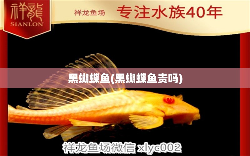 黑蝴蝶魚(黑蝴蝶魚貴嗎) 蝴蝶鯉 第1張