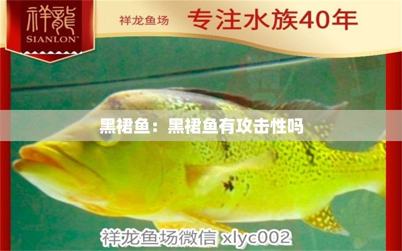 黑裙魚：黑裙魚有攻擊性嗎 印尼四紋虎