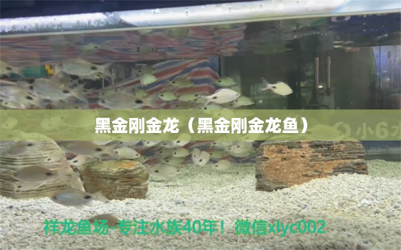 黑金剛金龍（黑金剛金龍魚） 廣州龍魚批發(fā)市場