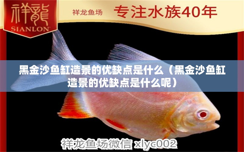 黑金沙魚缸造景的優(yōu)缺點(diǎn)是什么（黑金沙魚缸造景的優(yōu)缺點(diǎn)是什么呢）