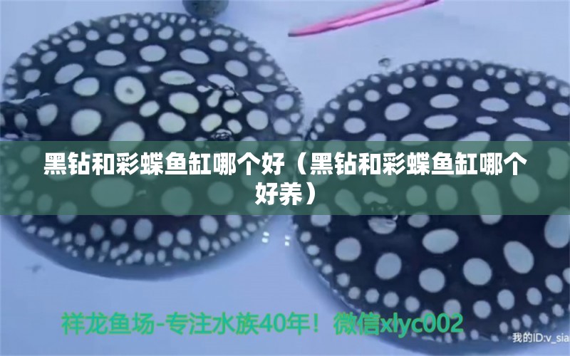 黑鉆和彩蝶魚(yú)缸哪個(gè)好（黑鉆和彩蝶魚(yú)缸哪個(gè)好養(yǎng)）