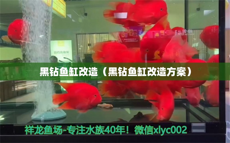 黑鉆魚缸改造（黑鉆魚缸改造方案）